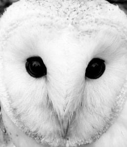 A Snow Owl