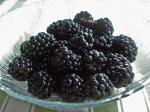 Big, purple, plump, juicy blackberries