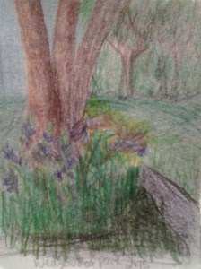 Wedgewood Park Afternoon